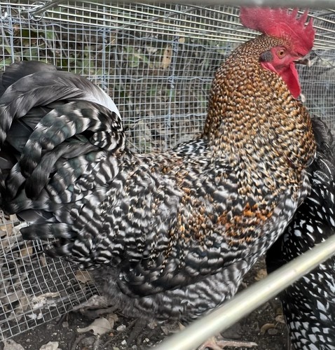 Fertilized purebred ayam - purebred,