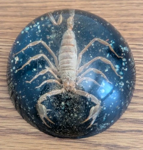 Scorpion lucite dome - scorpion, in