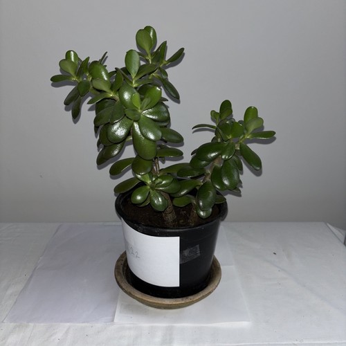 Jade money plant crassula - jade,