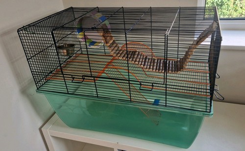 Small animal gerbil - small,