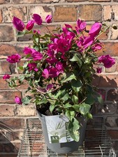 Large Bougainvillea Full of