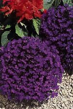 FLOWER LOBELIA CRYSTAL PALACE  0.4 GRAM ~ APPROX 12,000 FLOWER SEEDS