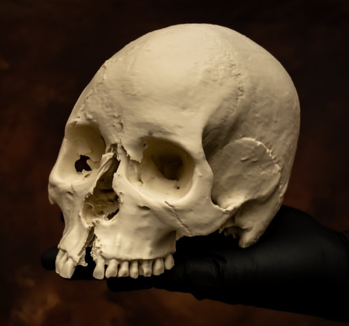 Human skull replica - skull, life