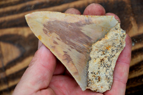 Sale beautiful megalodon - sale..beautiful,