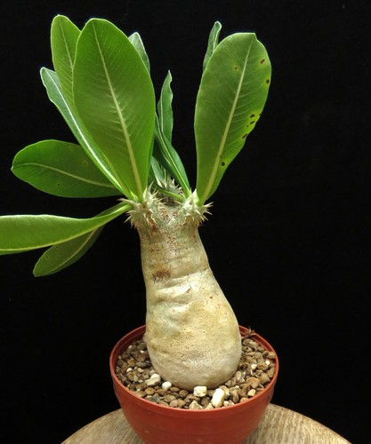 Pachypodium