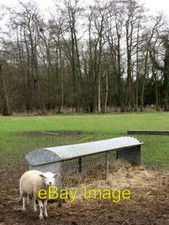 Photo 6x4 Sheep waiting at hay