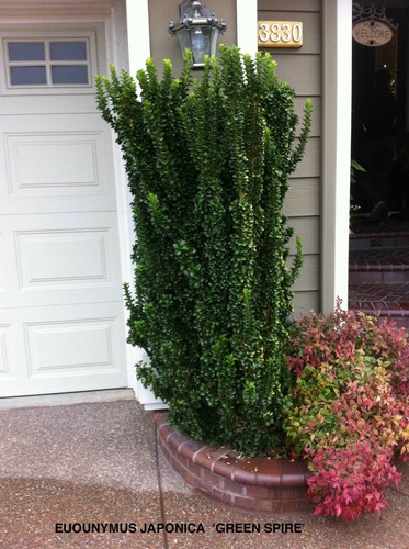 Euonymus japonicus green - japonicus, 'green