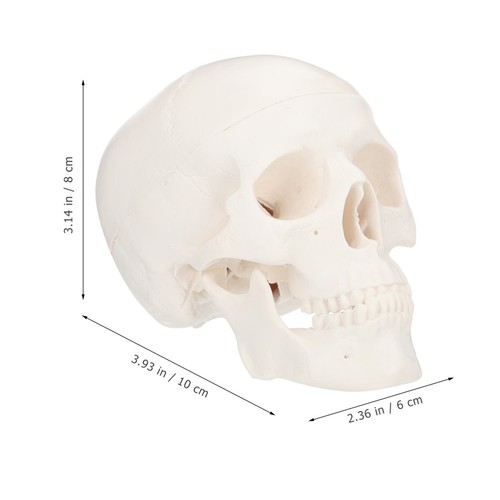 Skull head model decoration - head,