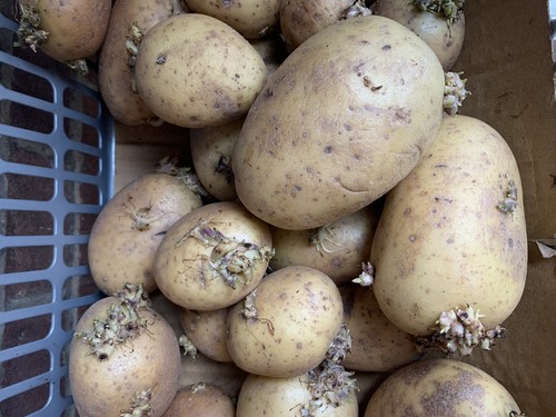 Organic potato seeds 5 pcs - organic,
