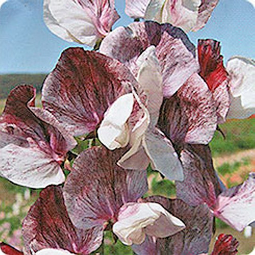 Sweet pea seeds unusual - pea,