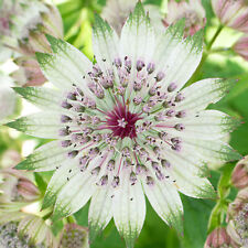 Astrantia Florence Outdoor Garden Ready Plants Hardy Perennial Plant in Pot