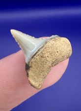 Rare Peruvian Great White