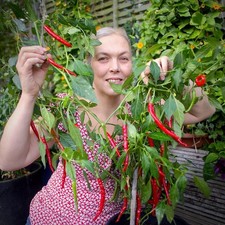 Turkish Pointed Chilli (Aci