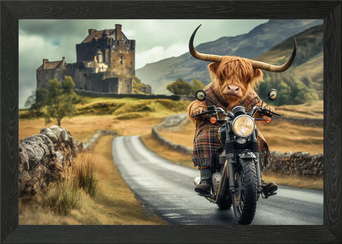 Highland cow scotland - highland, framed
