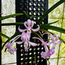 Rare Vanda falcata `Koto`  orchid plant  FS , not in bloom