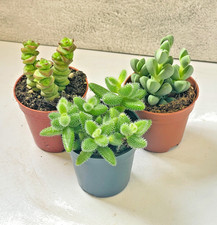 1 Set - 3pcs Cute Succulents