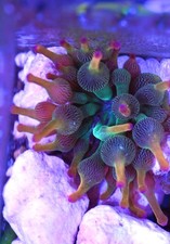 WYSIWYG Holy Grail Bubble Tip