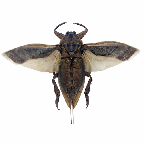 Giant water bug lethocerus - water,
