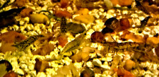 Wildtype neocaridina live - 15,