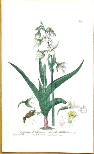 Original antique botanical - original,