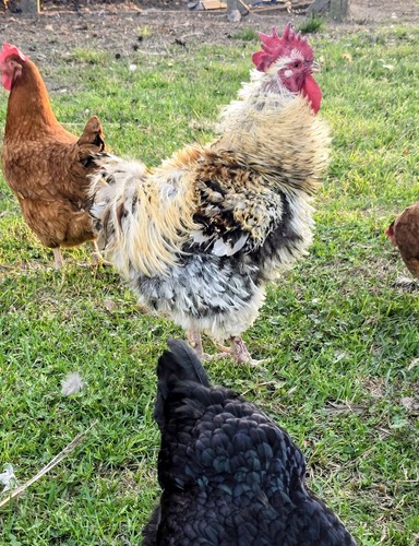 Assorted mixed frizzle - mixed,
