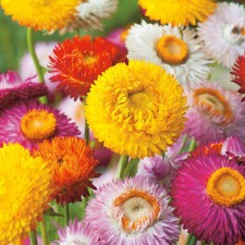 50 Mixed Giant Strawflower Seeds UK Paper Daisy Everlasting Helichrysum Plant