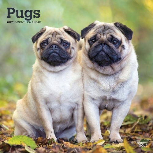 Pugs 2027 calendar - |, square