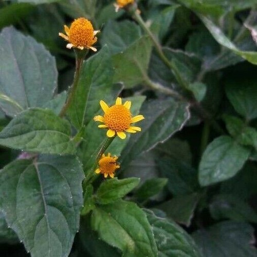 African cress acmella - african,