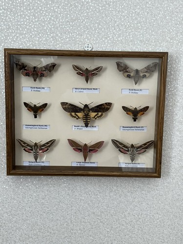 Beautiful collection hawk - collection, of