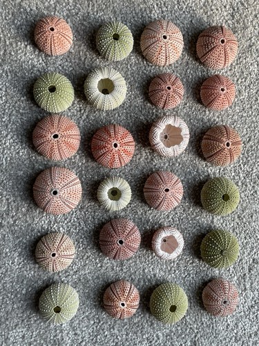 Mediterranean sea urchins 24 - mediterranean,