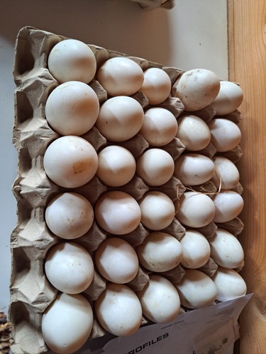 Free range duck - free, eggs