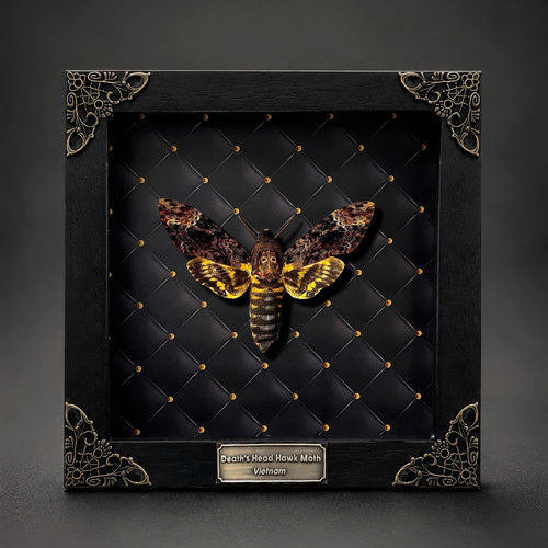Death moth taxidermy - moth,