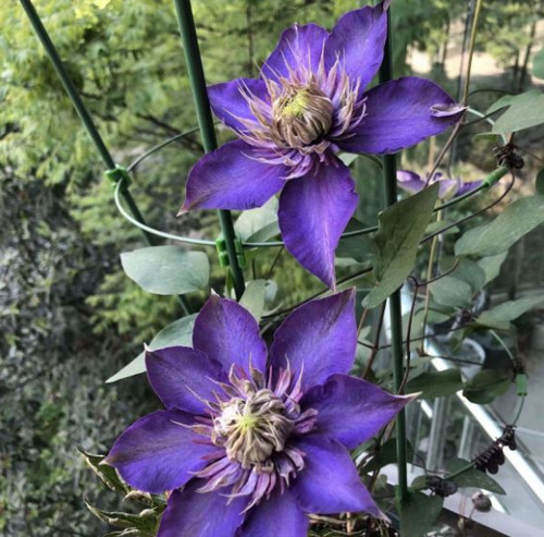 39pcs seeds purple - 39pcs+,