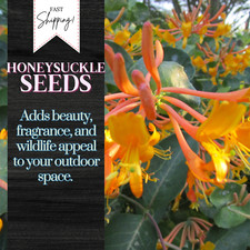 65 Honeysuckle Vine Seeds, USA