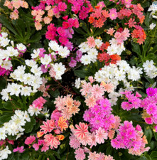 Lewisia alpine Elise Mixed