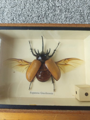 Insect taxidermy eupatorus - -,