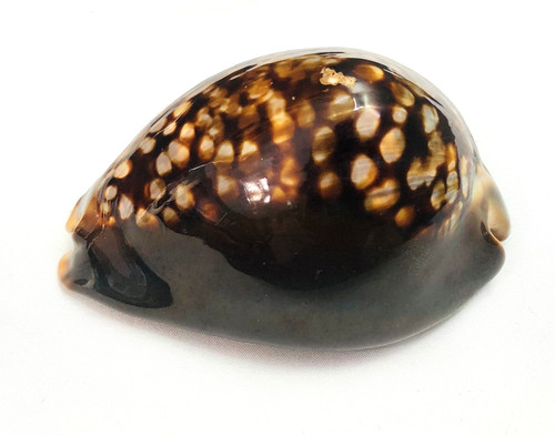 Beautiful rare large humpback - beautiful,