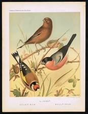 1896 Cassell’s Cage Birds