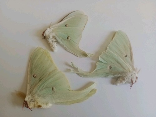 Actias luna moth - , ssp