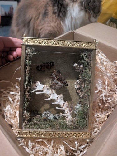 Mounted butterfly fox spine - butterfly/fox,