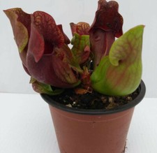 SARRACENIA PURPUREA x purpurea; pitcher CARNIVOROUS insect eating plant, 3½" pot