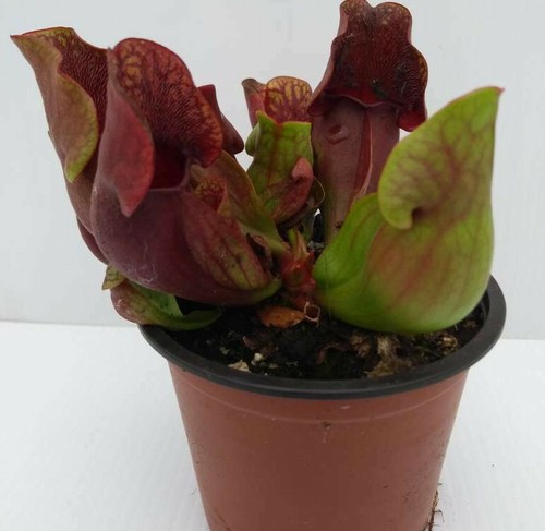 Sarracenia purpurea - sarracenia, x