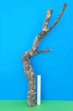 CORK BARK BRANCH 98CM LEOPARD