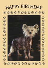 CHINESE CRESTED DOG BIRTHDAY