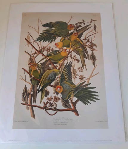 Carolina parakeet john - by,