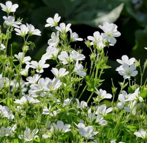Hardy geranium sylvaticum - geranium,