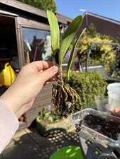 Cattleya Labiata Orchid  Small