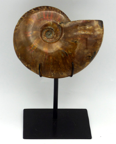 Fossil ammonite fire red - fossil,