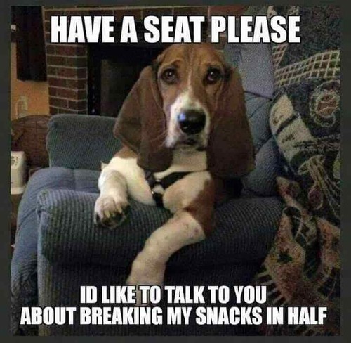 Funny basset hound - basset,
