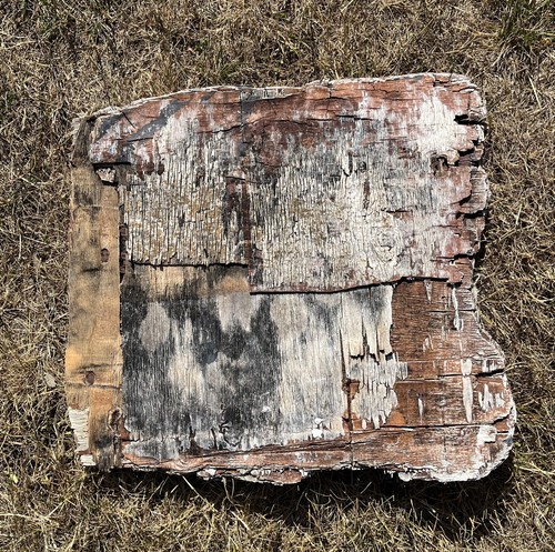 Large driftwood plywood - large,